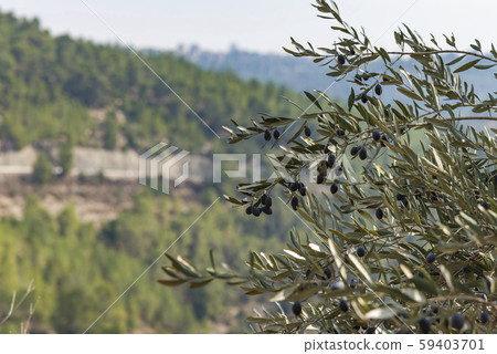olives olive trees in the mountains of Jerusalem. 59403701