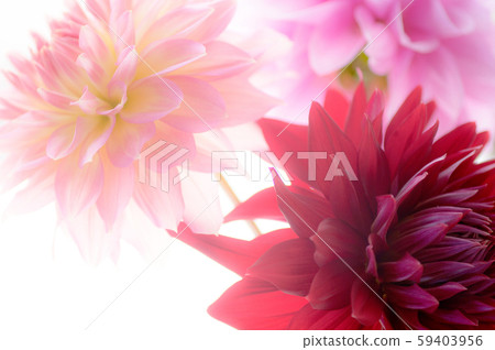 Dahlia white background soft focus Dahlia white background soft focus 59403956