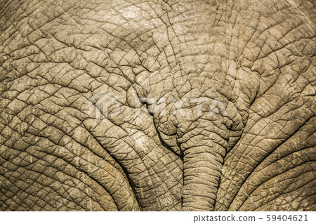 African bush elephant in Kruger National park, 59404621