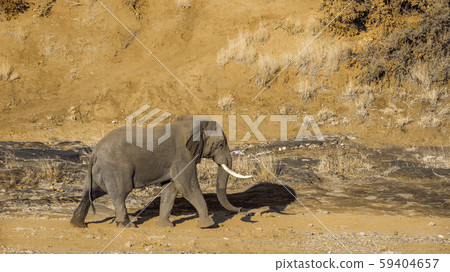 African bush elephant in Kruger National park, 59404657