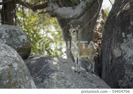 Klipspringer in Kruger National park, South Africa 59404706