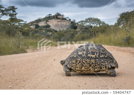 Leopard tortoise in Kruger National park, South 59404747