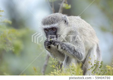 Vervet monkey in Kruger National park, South Vervet monkey in Kruger National park, South 59404780