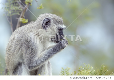 Vervet monkey in Kruger National park, South Vervet monkey in Kruger National park, South 59404783