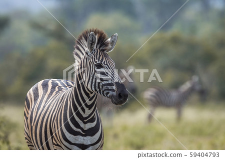 Plains zebra in Kruger National park, South Africa 59404793