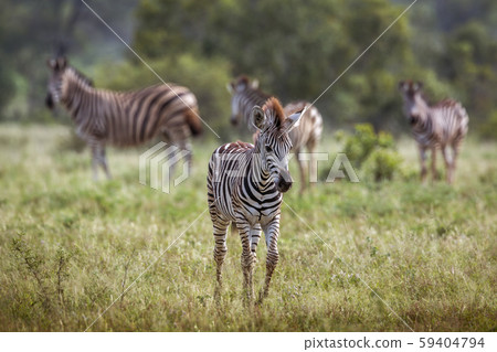 Plains zebra in Kruger National park, South Africa 59404794