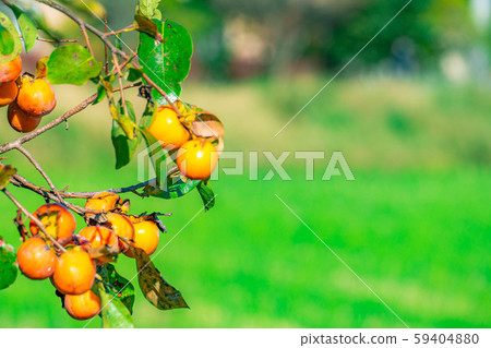Persimmon fruit harvest [Nagano Prefecture] 59404880