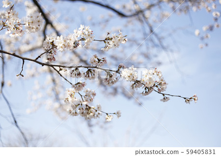 櫻桃樹 櫻桃樹 59405831