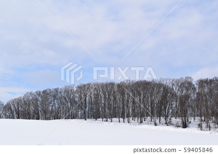 Biei winter trees 59405846
