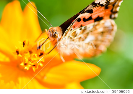 Shark's beard 59406095