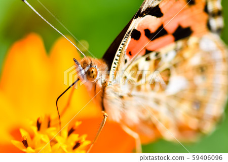 鯊魚的鬍子 59406096