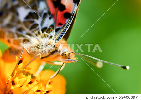 Shark's beard 59406097