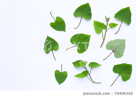 Japanese sweet potato leaves on white 59406389