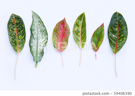 Aglaonema leaves isolated on white 59406390