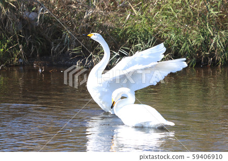 To木縣白岡市白鳥市 59406910