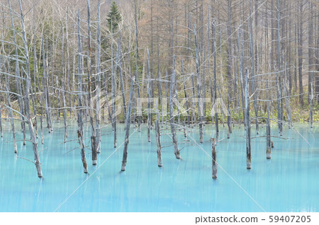 [Hokkaido Biei] Blue Pond 59407205