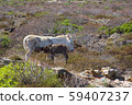 Albino donkey with baby on Asinara island of Sardinia, Italy 59407237