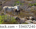 Albino donkey with baby on Asinara island of Sardinia, Italy 59407240