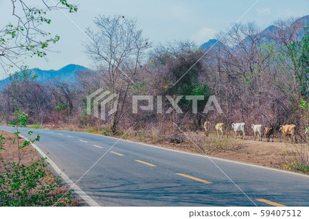 Herd of cows walk for food on the side of the road in the midst of dry trees on April of Thailand. Herd of cows walk for food on the side of the road in the midst of dry trees on April of Thailand. 59407512
