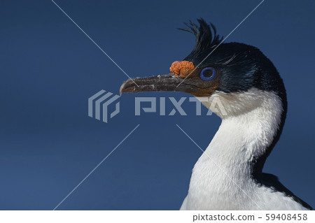 Imperial Shag (Phalacrocorax atriceps albiventer) 59408458