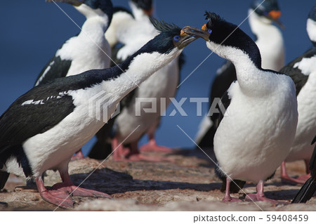 Imperial Shag (Phalacrocorax atriceps albiventer) 59408459