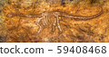 Siamosaurus suteethorni . Fossil of dinosaur at 59408468