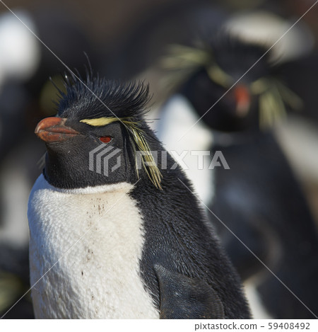 Rockhopper Penguins (Eudyptes chrysocome) Rockhopper Penguins (Eudyptes chrysocome) 59408492