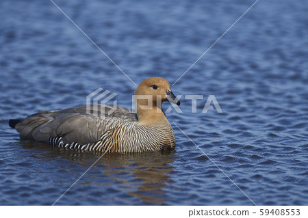 Upland Goose (Chloephaga picta leucoptera) 59408553