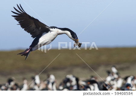 Imperial Shag (Phalacrocorax atriceps albiventer)  59408584