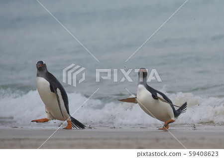 Gentoo Penguins (Pygoscelis papua) Gentoo Penguins (Pygoscelis papua) 59408623