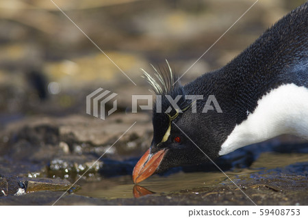 Rockhopper Penguin (Eudyptes chrysocome) drinking 59408753