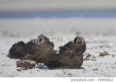 Group of Falkland Skua Group of Falkland Skua 59408822
