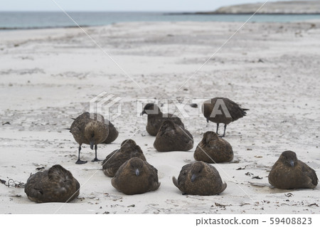 Group of Falkland Skua Group of Falkland Skua 59408823