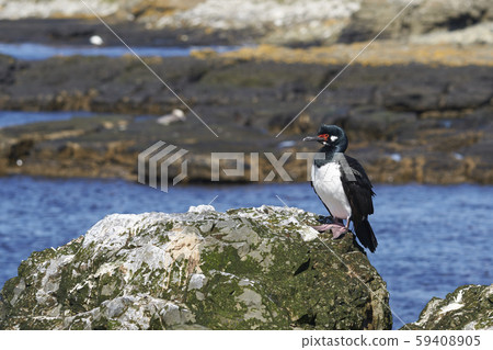Rock Shag (Phalacrocorax magellanicus) Rock Shag (Phalacrocorax magellanicus) 59408905