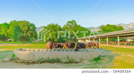 Horses eating rice straw at horse farm in evening Horses eating rice straw at horse farm in evening 59409384