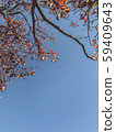 tree in autumn, Natural scene of autumn leaf, red leaf and blue sky with copy space. 59409643
