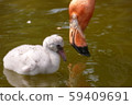 Parent and child of flamingo 59409691