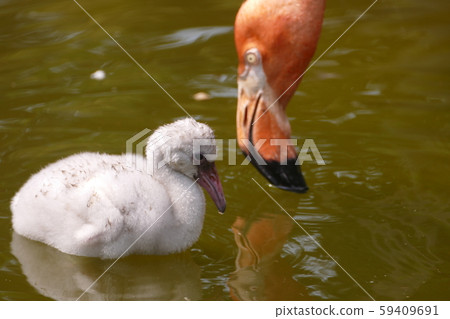 Parent and child of flamingo Parent and child of flamingo 59409691