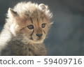 Cheetah's baby 59409716