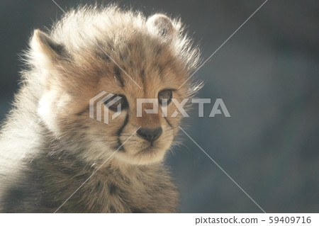 Cheetah's baby Cheetah's baby 59409716