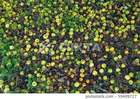 Wild Apples Fresh and Putrid Background 59409727