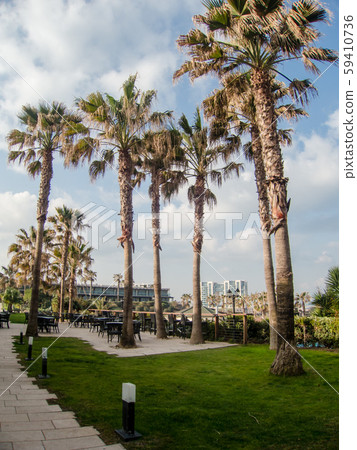 在特拉維夫擁有大棕櫚樹的酒店花園中 在特拉維夫擁有大棕櫚樹的酒店花園中 59410736