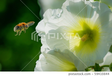 Bumblebee collects flower nectar of malva Bumblebee collects flower nectar of malva 59410844