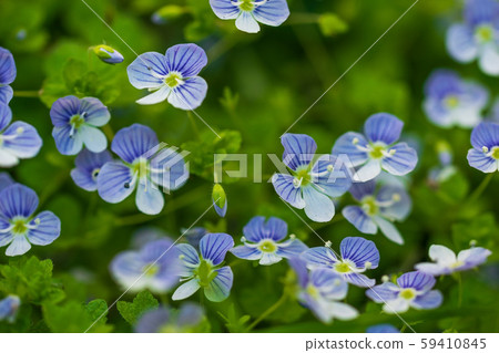 Blue flowers speedwell close-up Blue flowers speedwell close-up 59410845
