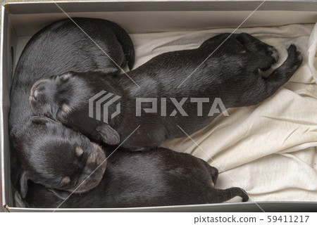 Three miniature schnauzer puppies lie and sleep in Three miniature schnauzer puppies lie and sleep in 59411217