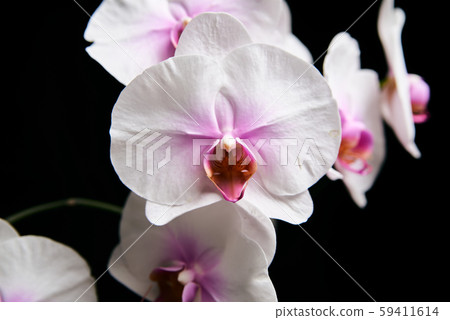 Orchid flower blossom isolated on the black 59411614