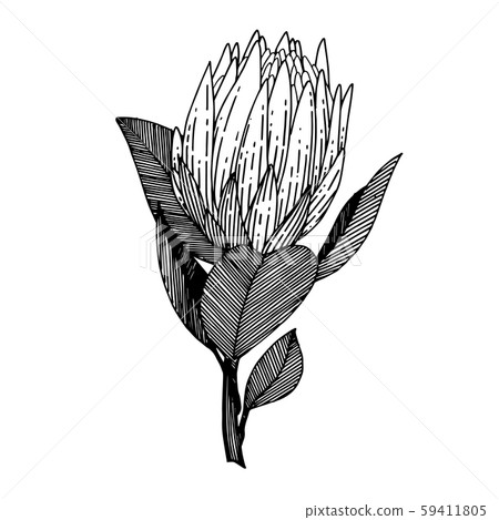 Vector Exotic tropical hawaiian summer flower. Black and white engraved ink art. Isolated flowers 59411805