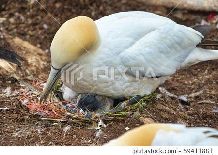 Northern Garnet on the red Rock - Morus bassanus, 59411881