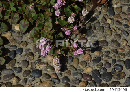 開花的花 59413496