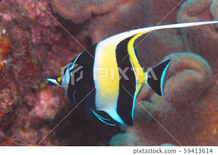 鐮魚 鐮魚 59413614